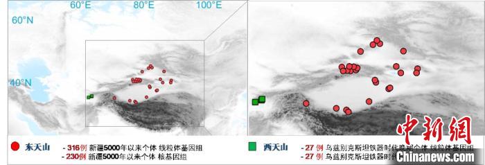 图为该项目所获取天山东西部古人群的线粒体与核基因组分布图。　满冠网页版_满冠(中国)官方 供图